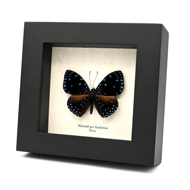 Real blue Starry Night butterfly framed taxidermy - Hamadryas laodamia