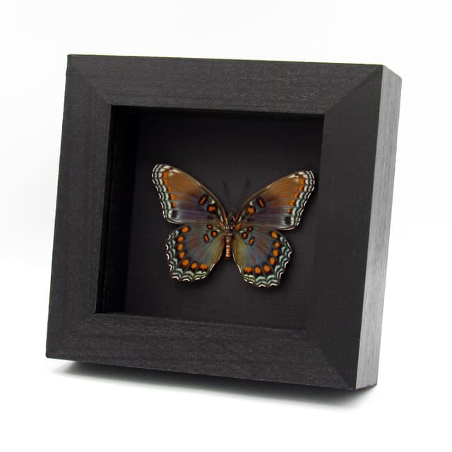 Real "Red-spotted Purple" butterfly framed taxidermy - Limenitis arthemis astyanax