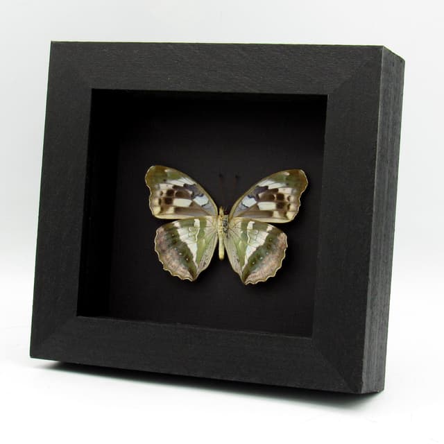 Real green butterfly framed taxidermy - Argynnis sagana - female