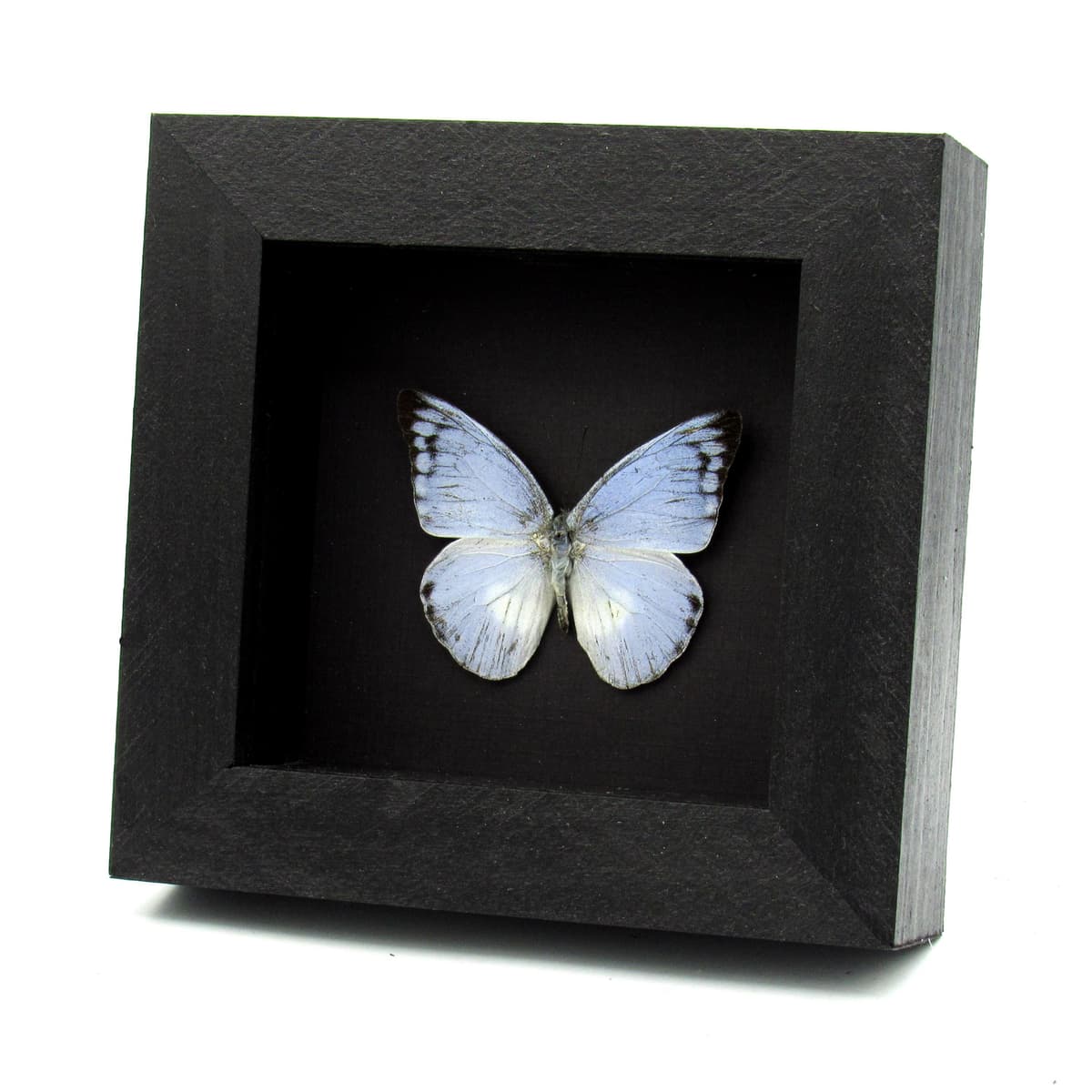 Real Blue Albatross butterfly framed taxidermy - Appias celestina