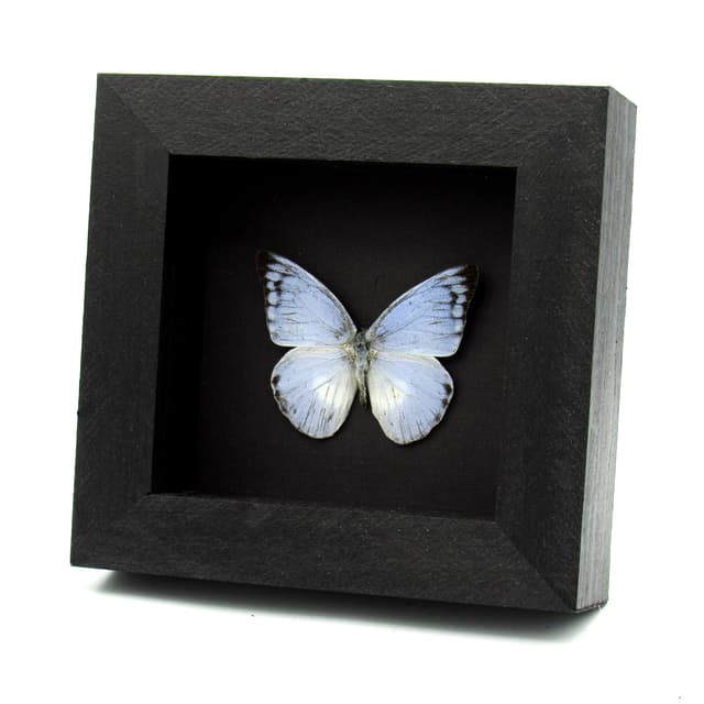 Real Blue Albatross butterfly framed taxidermy - Appias celestina