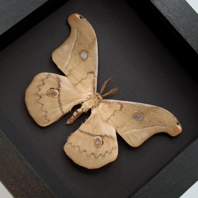Rare Mexican Silk moth framed taxidermy - Copaxa lavendera