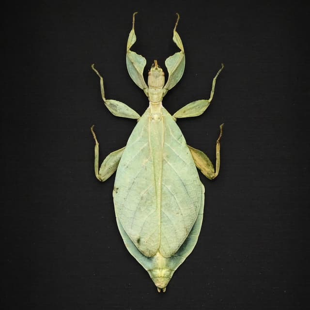 Real Walking Leaf insect framed taxidermy - Phyllium siccifolium
