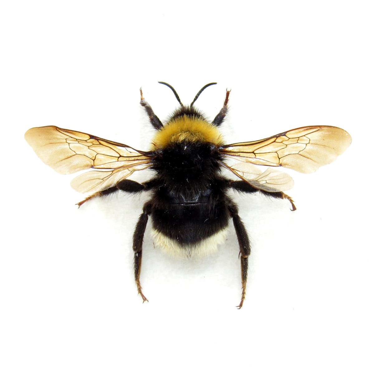 Real Bumblebee framed taxidermy - Bombus species