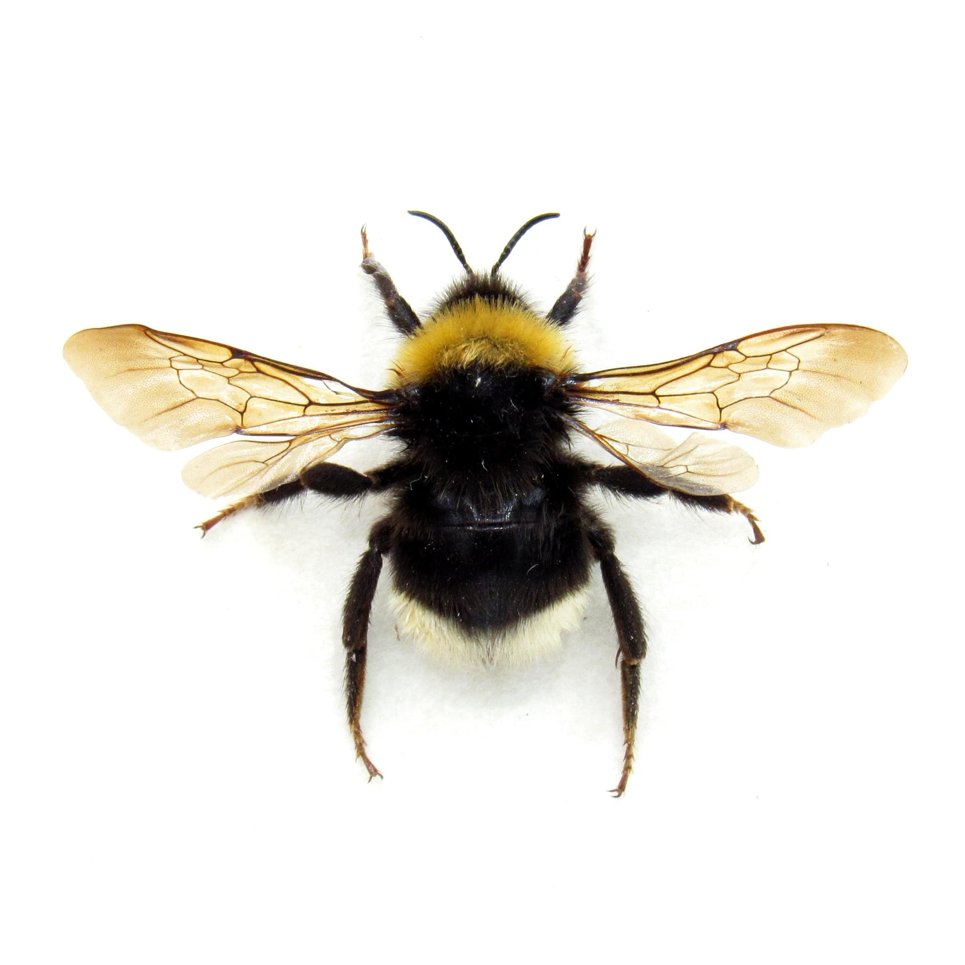 Real Bumblebee framed taxidermy - Bombus species