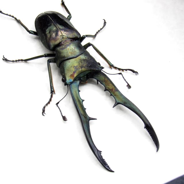 Real large Stag beetle framed taxidermy - Cyclommatus metallifer finae