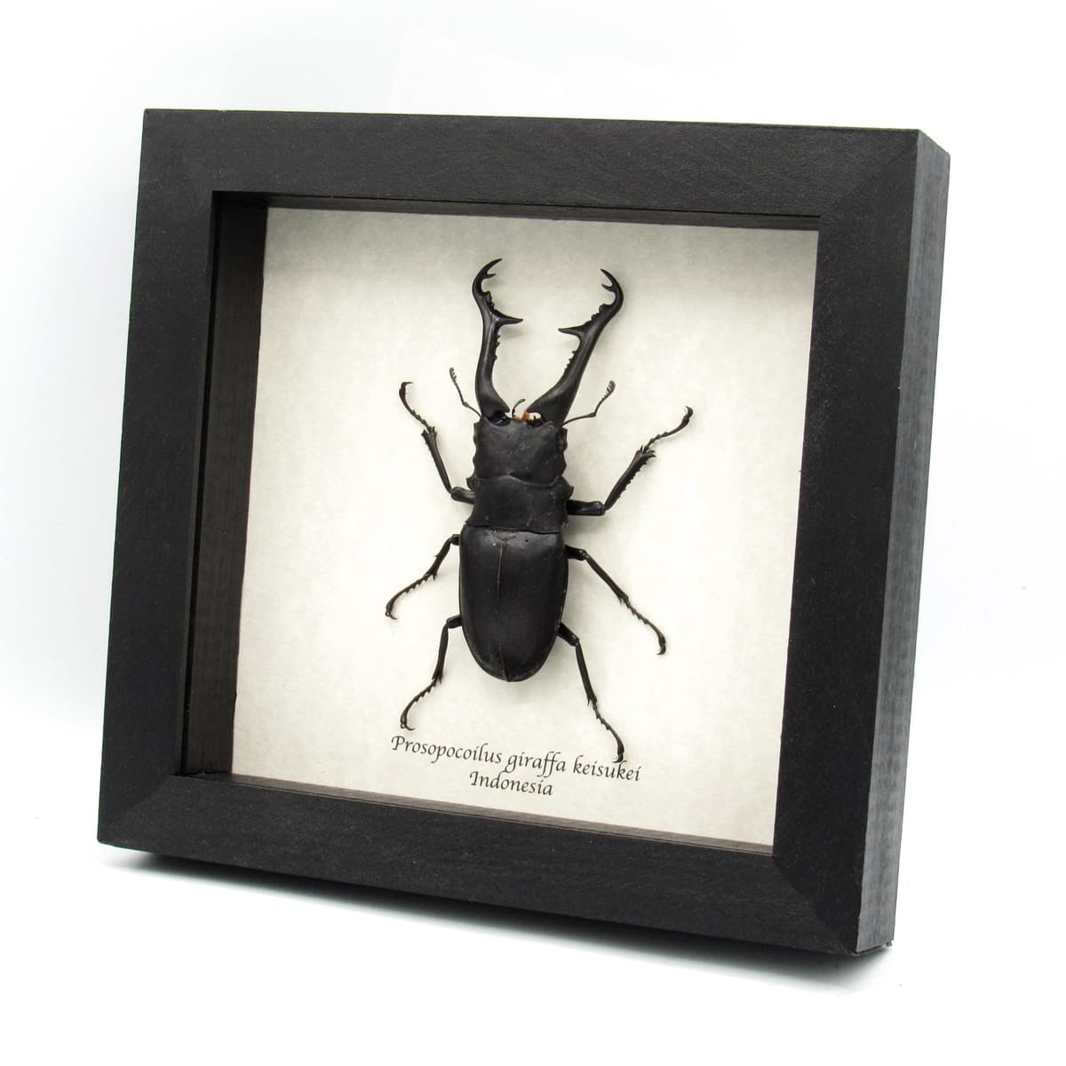 Real XL Stag beetle framed taxidermy - Prosopocoilus giraffa keisukei