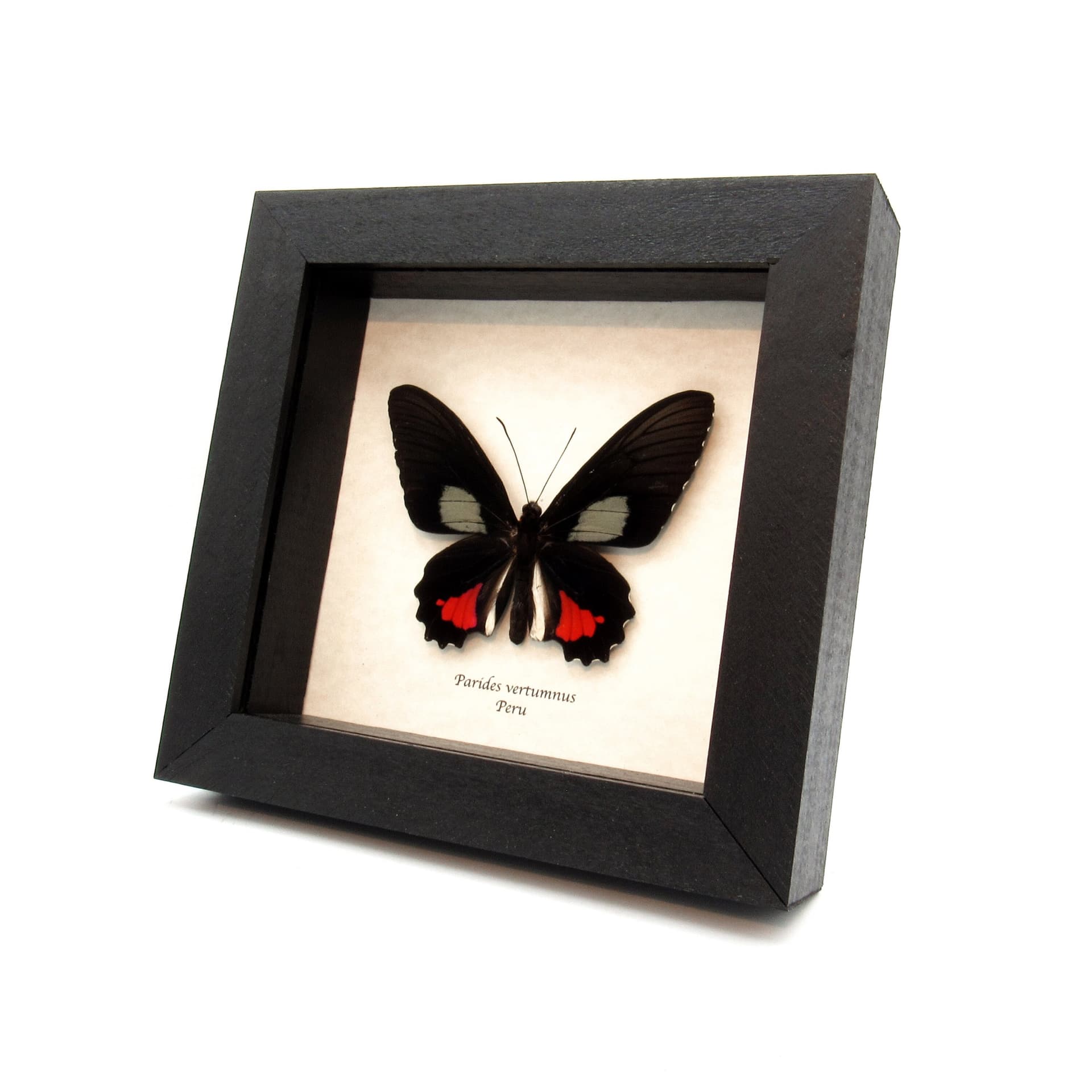 Real Cattleheart butterfly framed taxidermy - Parides vertumnus