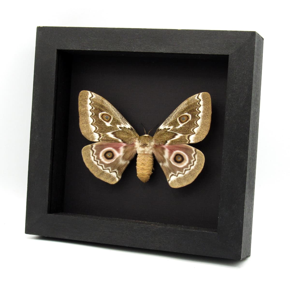 Real Zigzag Emperor moth framed taxidermy - Gonimbrasia tyrrhea - XL female
