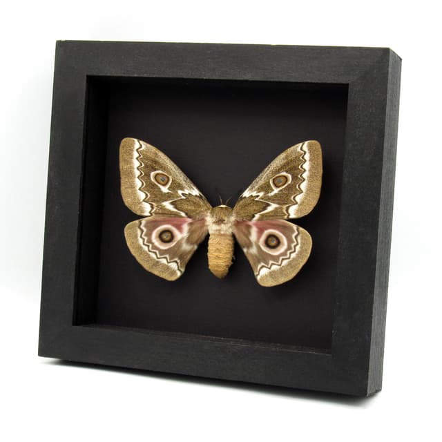 Real Zigzag Emperor moth framed taxidermy - Gonimbrasia tyrrhea - XL female