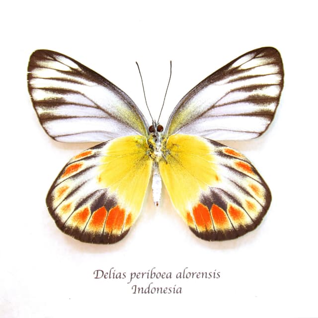 Real Delias butterfly framed taxidermy - Delias periboea alorensis - female