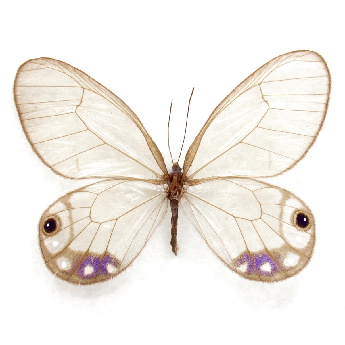 Very rare purple Glasswing butterfly framed taxidermy - Cithaerias andromeda - female