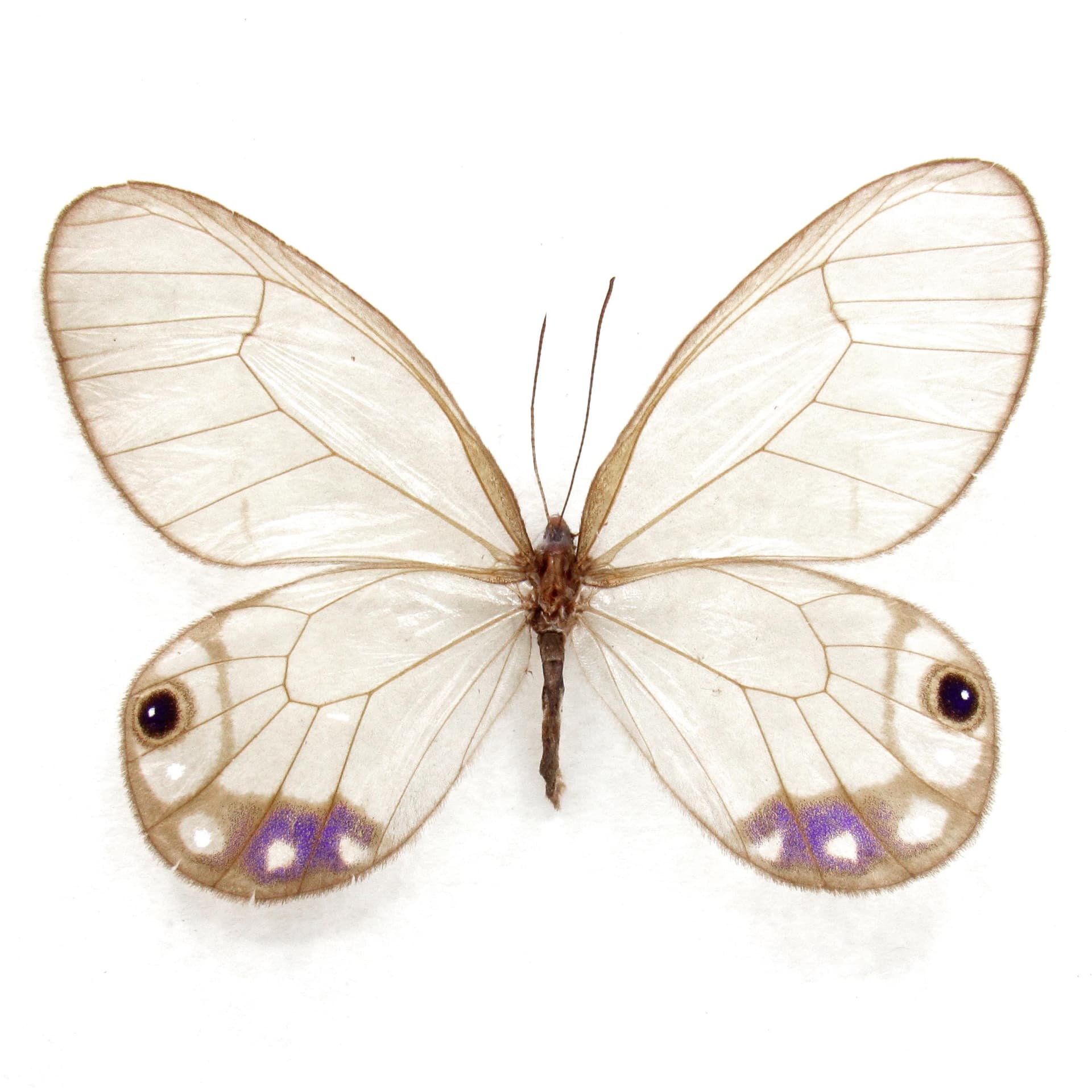 Very rare purple Glasswing butterfly framed taxidermy - Cithaerias andromeda - female