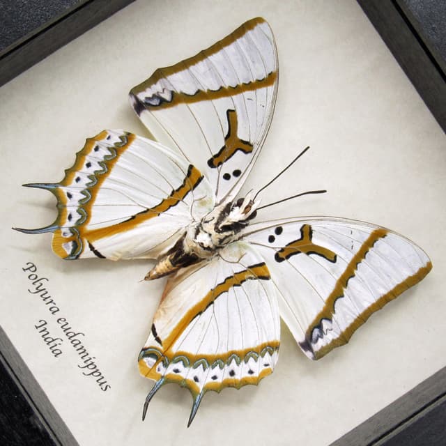 Real XL pearlescent Great Nawab butterfly framed taxidermy - Polyura eudamippus