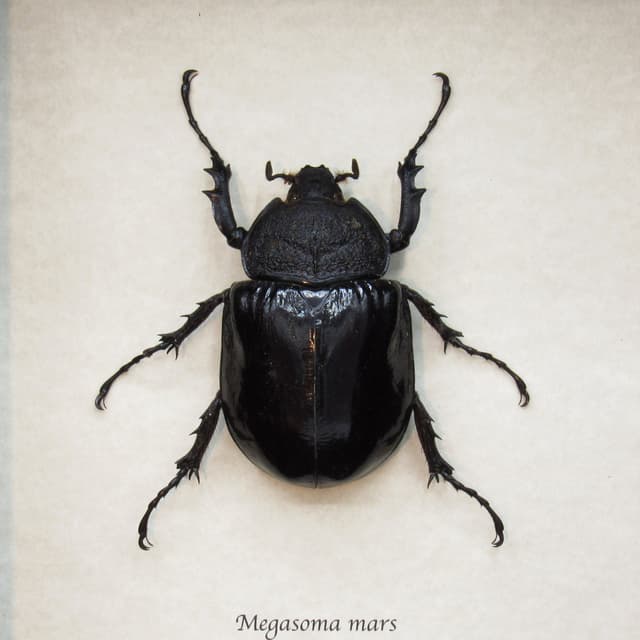 Real XL Rhinoceros beetle framed taxidermy - Megasoma mars - female
