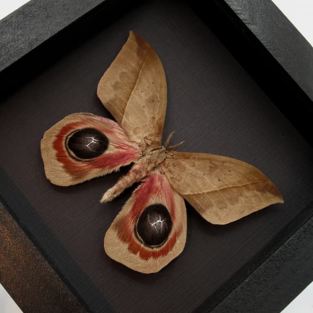 Real Giant Saturn moth framed taxidermy - Automeris metzli