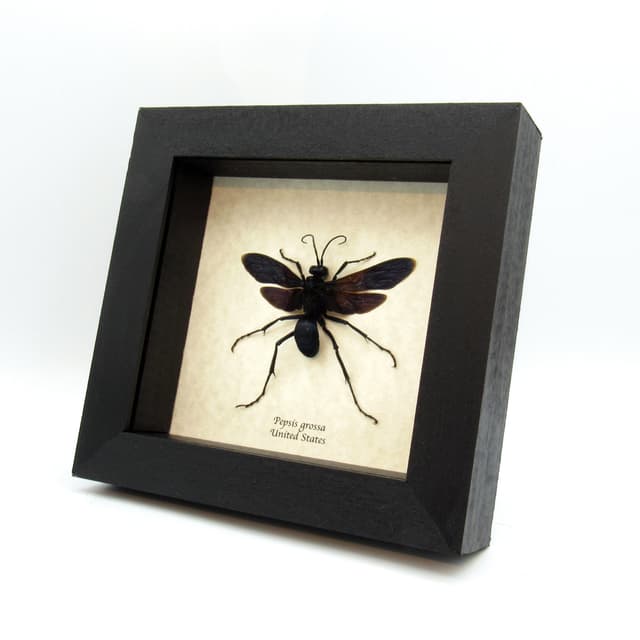 Real large Tarantula Hawk Wasp framed taxidermy - Pepsis grossa - female