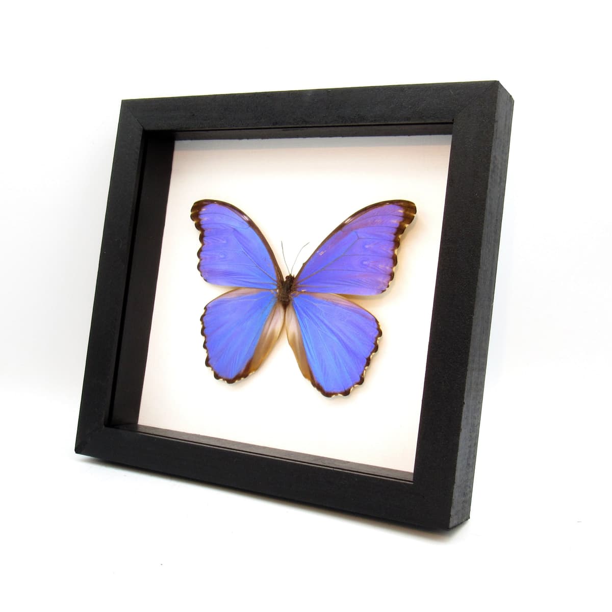 Real Giant Blue Morpho butterfly framed taxidermy - Morpho godarti - XL
