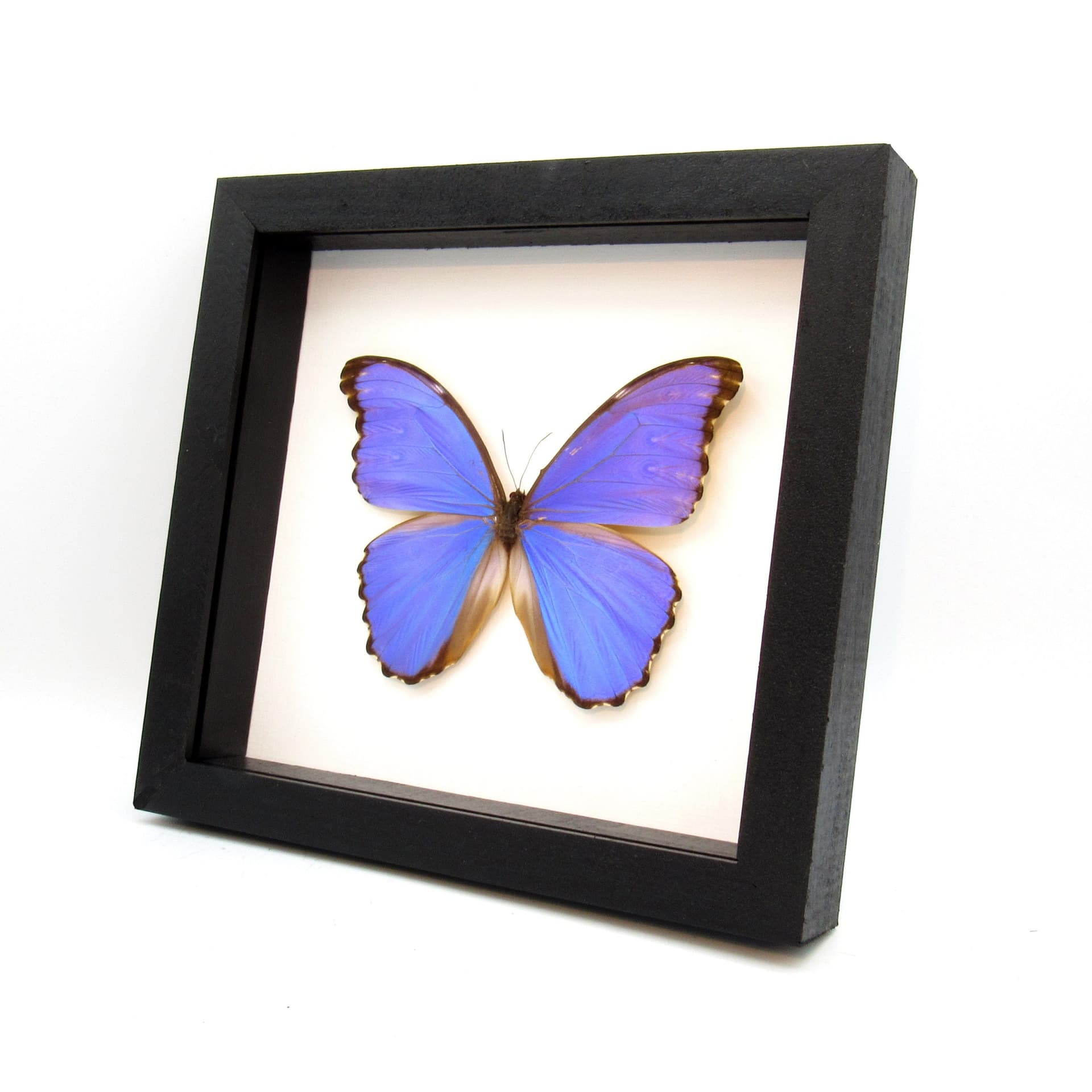 Real Giant Blue Morpho butterfly framed taxidermy - Morpho godarti - XL