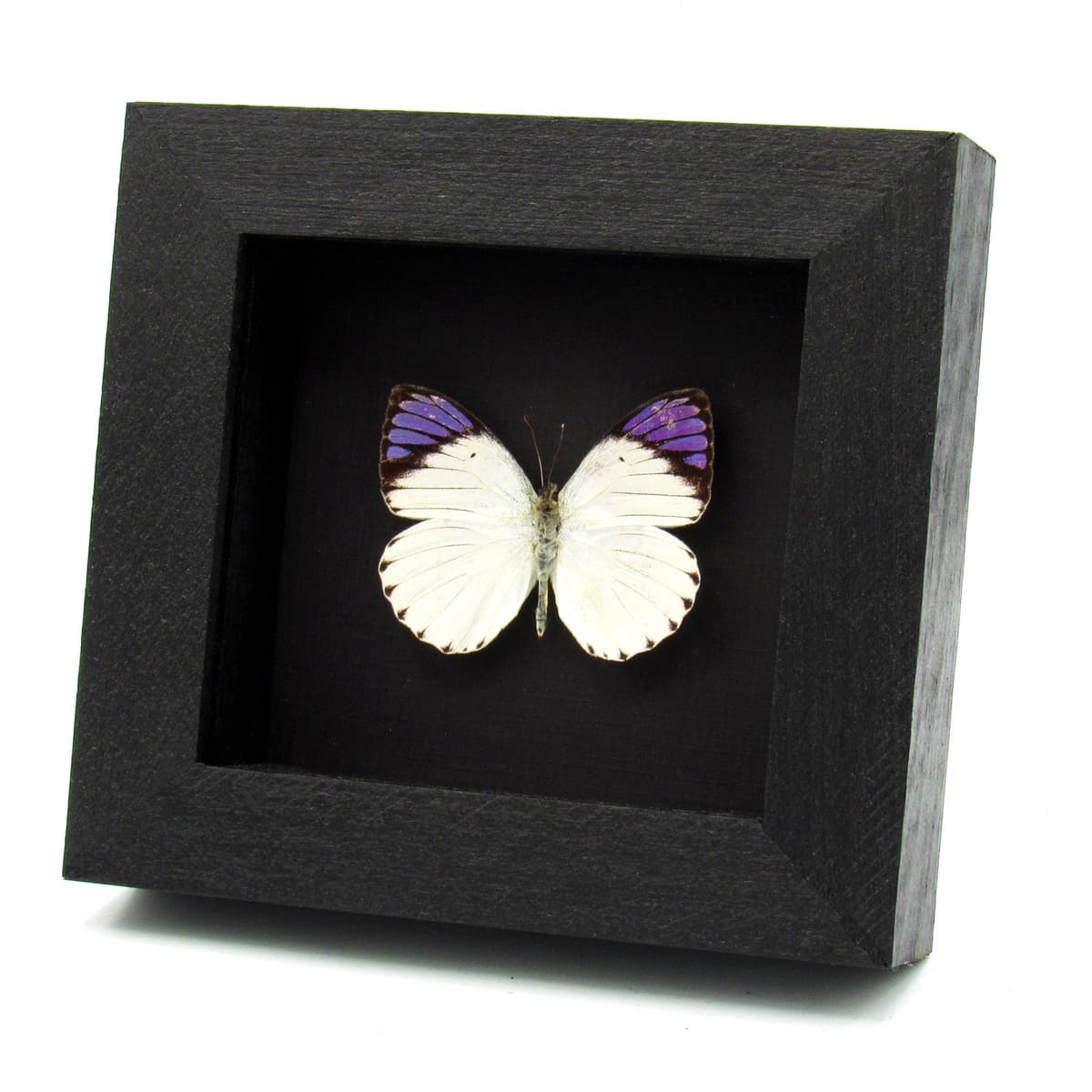Real Purple Tip butterfly framed taxidermy - Colotis ione