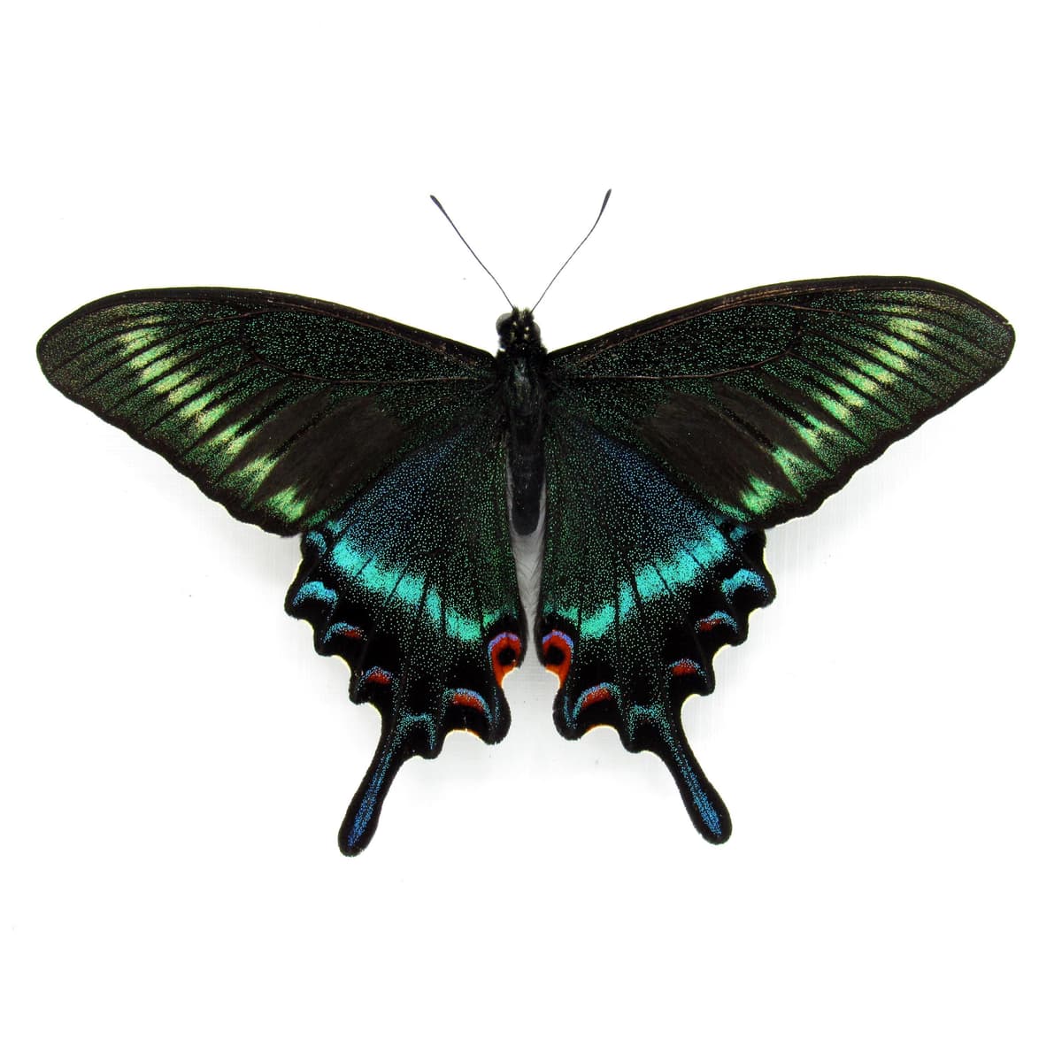 Real Alpine Swallowtail framed taxidermy - Papilio maackii tutanus - spring form - Victorian mount