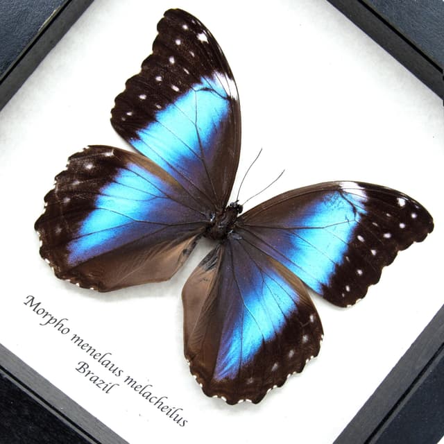 Real giant metallic blue Morpho butterfly framed taxidermy - Morpho menelaus melacheilus - large female