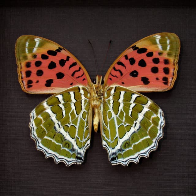 Real Large Silverstripe butterfly framed taxidermy - Argynnis childreni