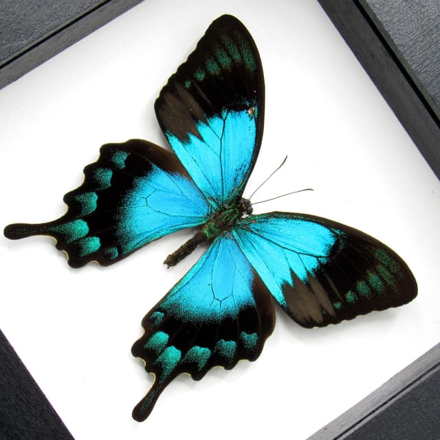 Real framed taxidermy Sea Green Swallowtail butterfly - Papilio lorquinianus