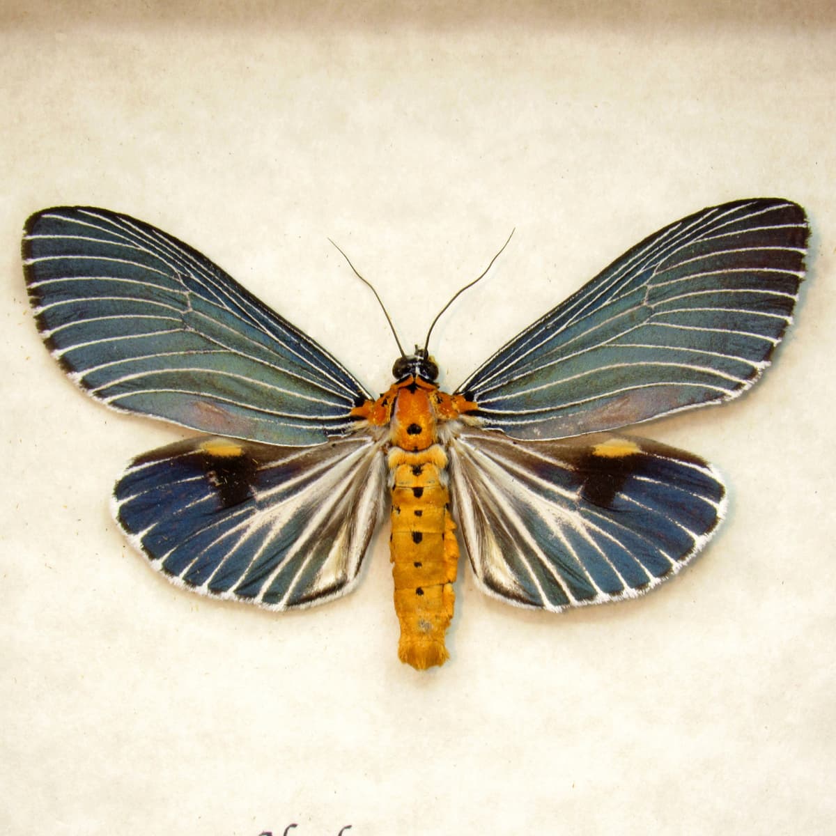 Real metallic blue framed taxidermy moth - Neochera marmorea