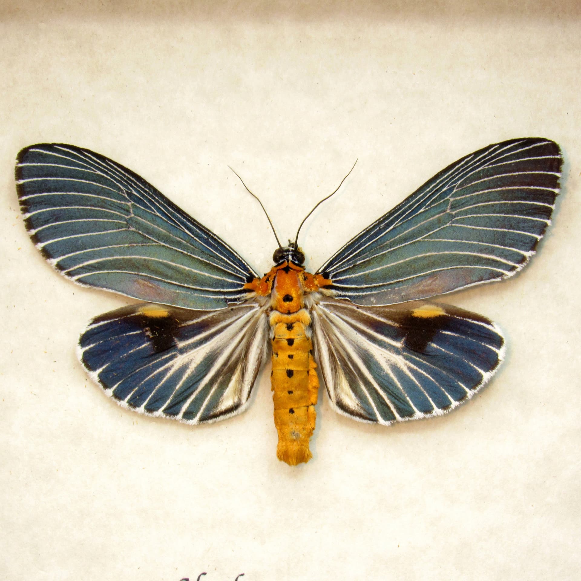 Real metallic blue framed taxidermy moth - Neochera marmorea