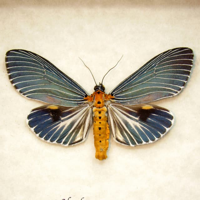 Real metallic blue framed taxidermy moth - Neochera marmorea