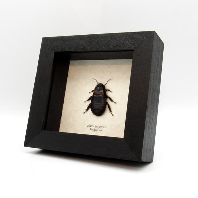 Real large Cockroach framed taxidermy - Blattodea species