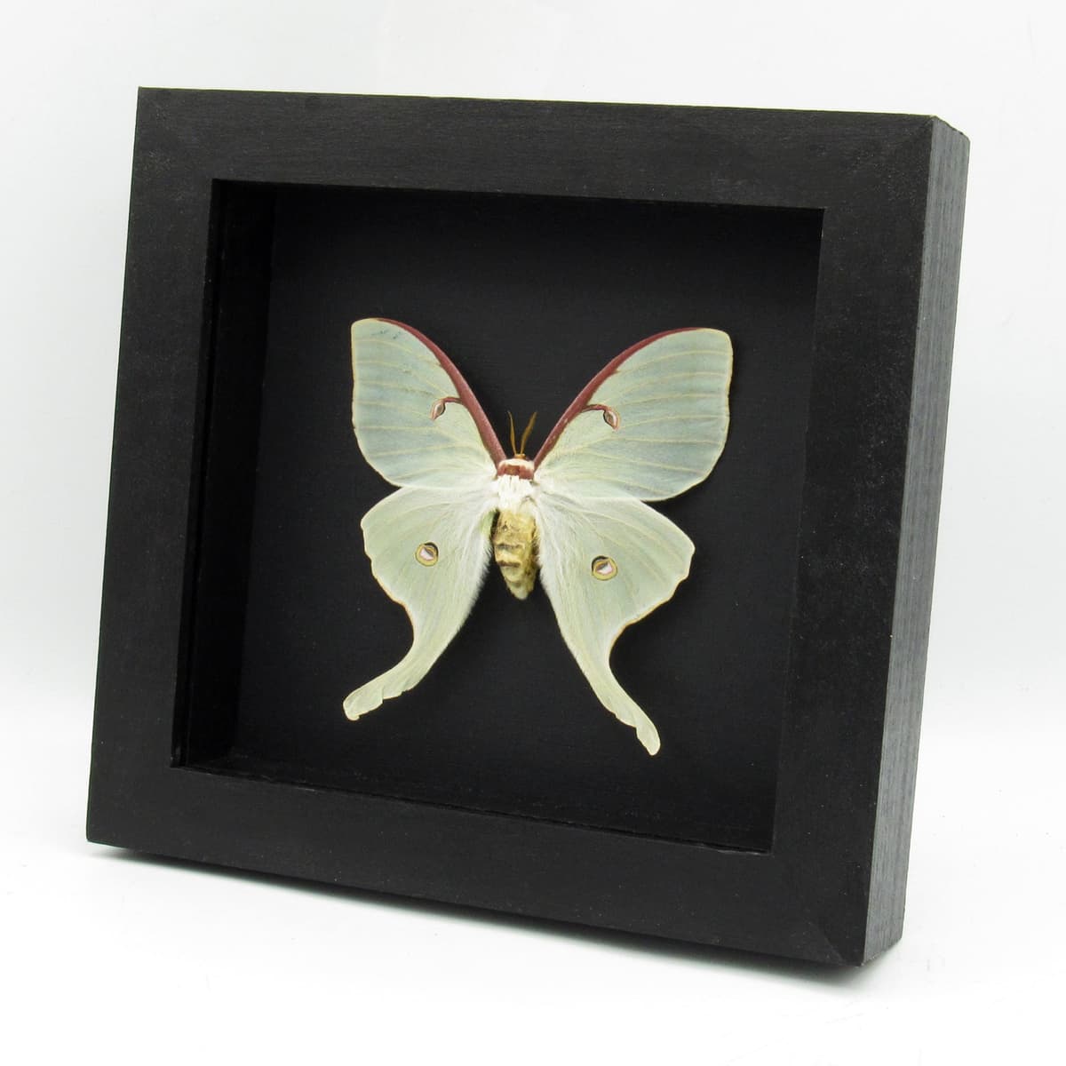 Real large Luna Moon moth framed taxidermy - Actias luna - female