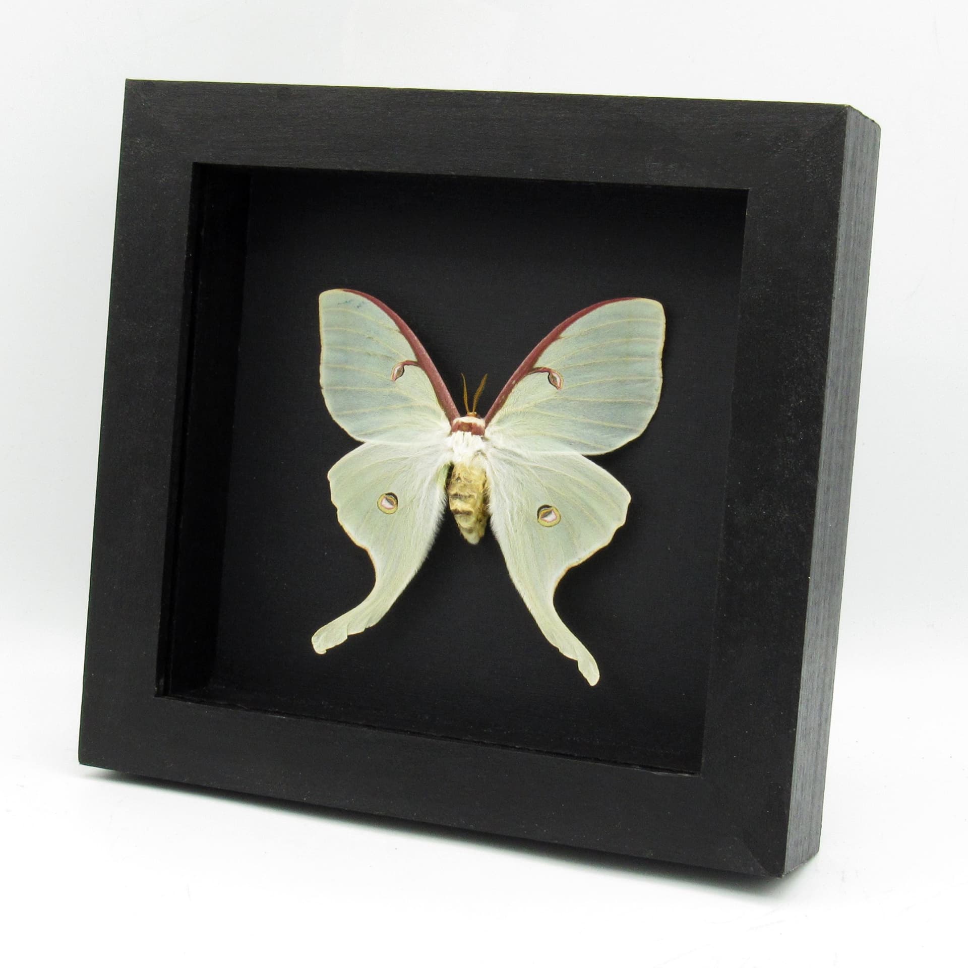 Real large Luna Moon moth framed taxidermy - Actias luna - female