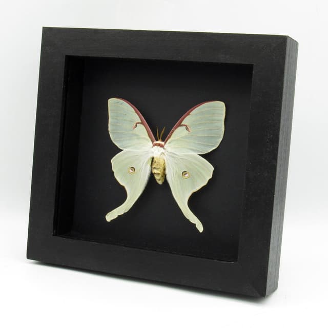 Real large Luna Moon moth framed taxidermy - Actias luna - female