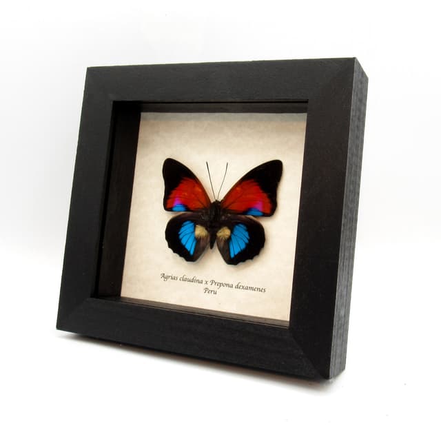 Stunning rare Hybrid butterfly framed taxidermy - Agrias claudina x Prepona dexamenes