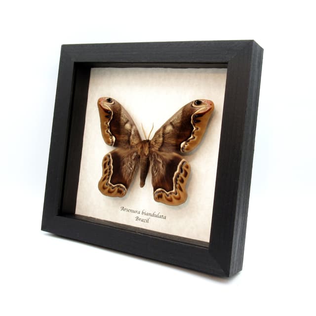 Massive rare furry Saturn moth framed taxidermy - Arsenura biandulata