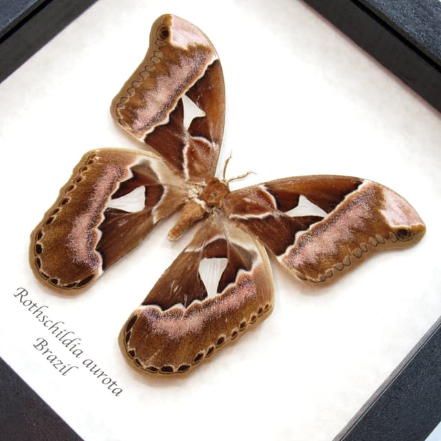 Rare XL Rothschildia Saturn moth framed taxidermy - Rothschildia aurota