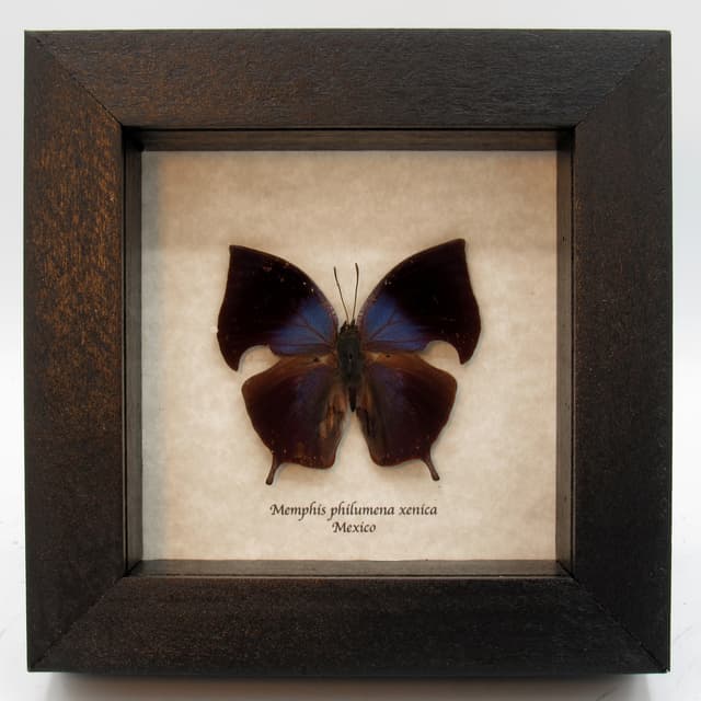 Real butterfly framed taxidermy - Memphis philumena xenica