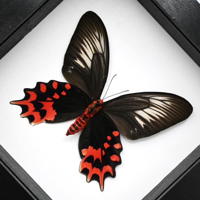 Real Vampire butterfly framed taxidermy - Atrophaneura semperi albofasciata - female