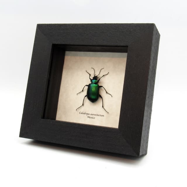 Real metallic Caterpillar Hunter beetle framed taxidermy - Calodrepa aurocinctum