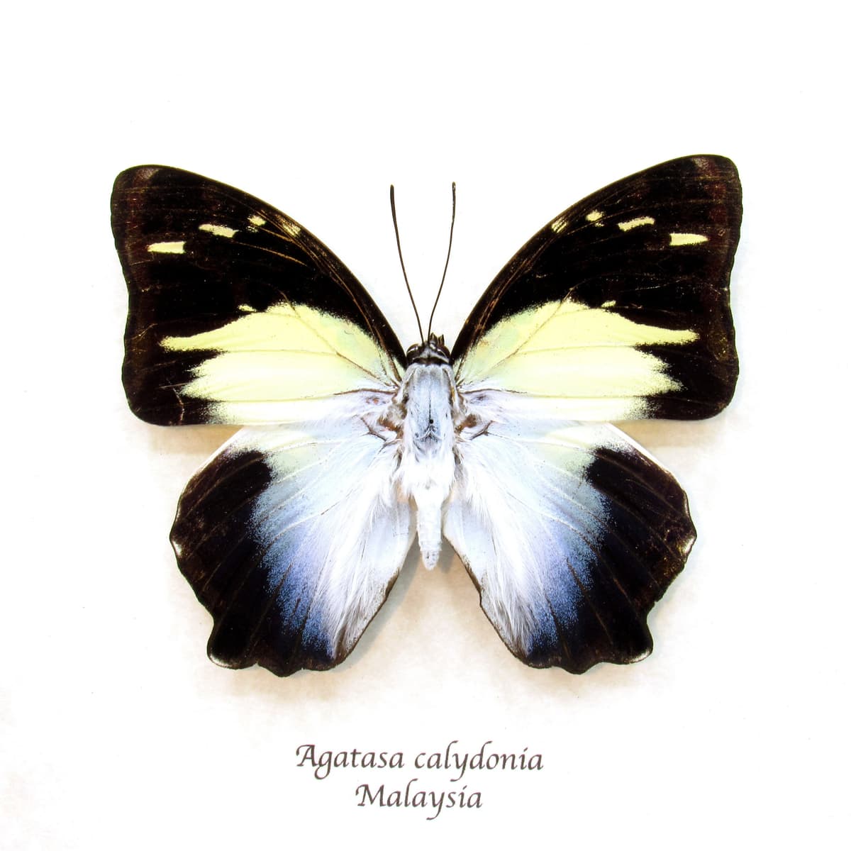 Real butterfly framed taxidermy - Agatasa calydonia