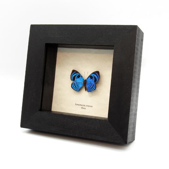 Rare blue Eyemark butterfly framed taxidermy - Semomesia croesus
