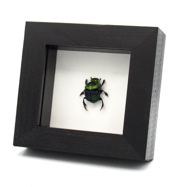Real Rainbow Dung Scarab beetle framed taxidermy - Phanaeus imperator - female