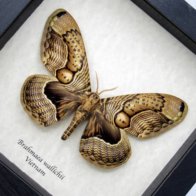XXL Brahmin moth framed taxidermy - Brahmaea wallichii - female