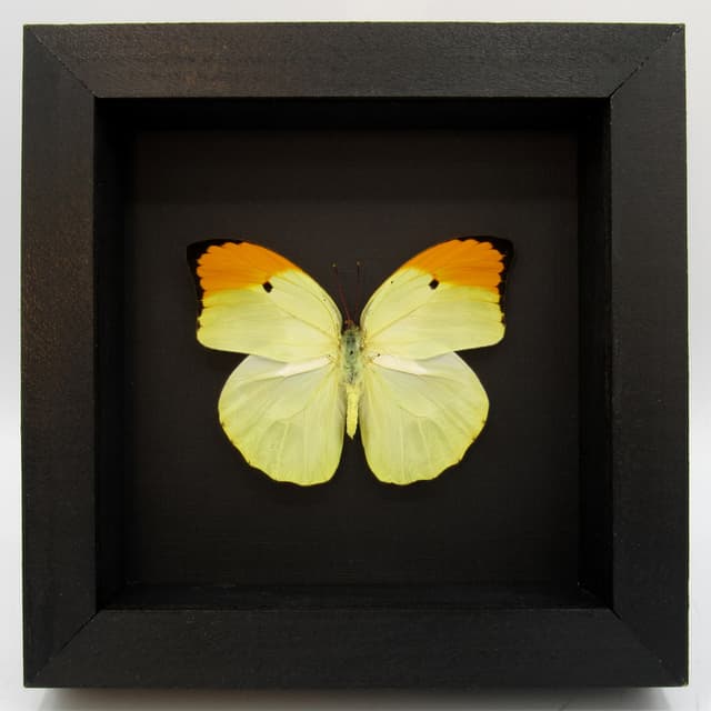 Real yellow Orange Tip butterfly framed taxidermy - Anteos menippe