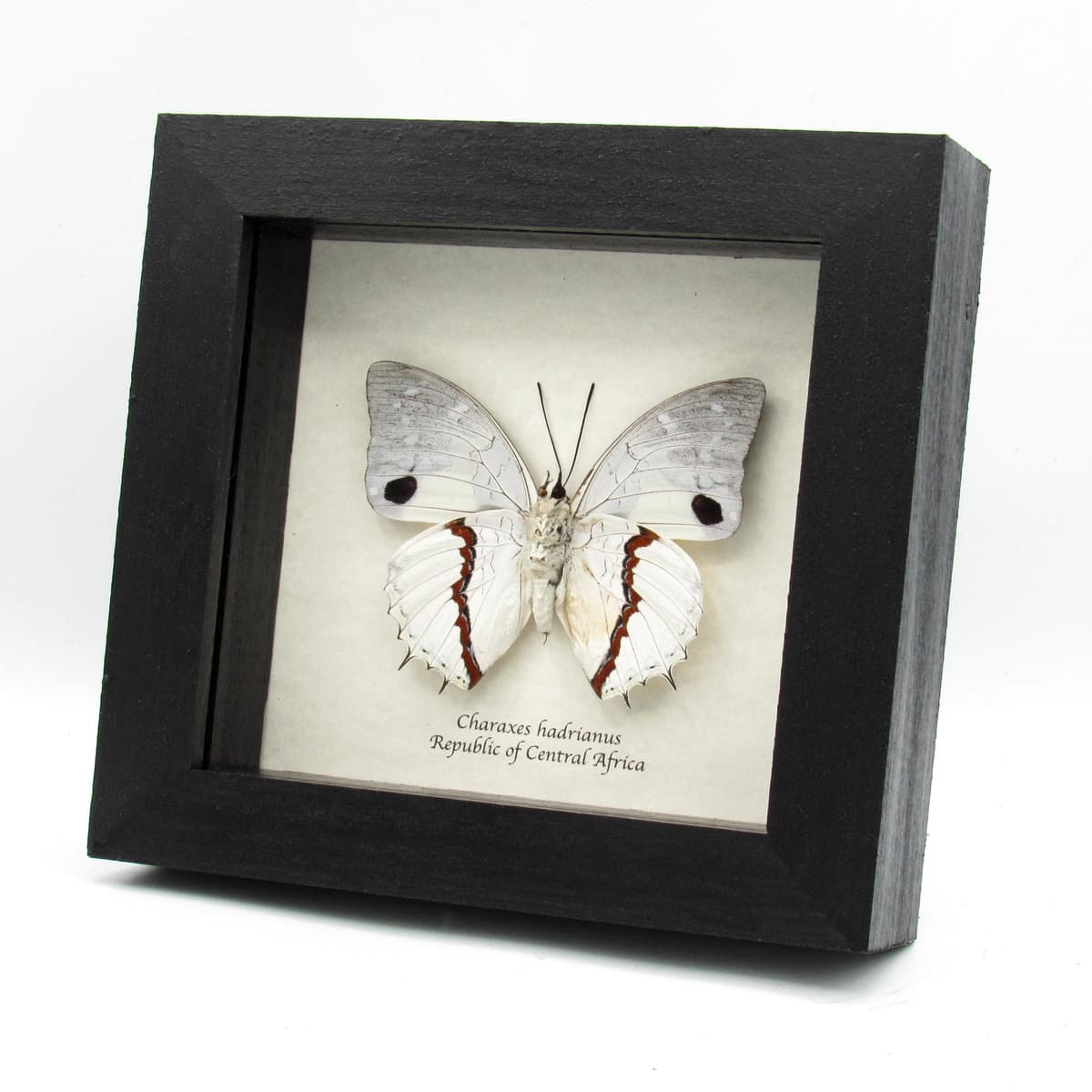Real white butterfly framed taxidermy - Charaxes hadrianus