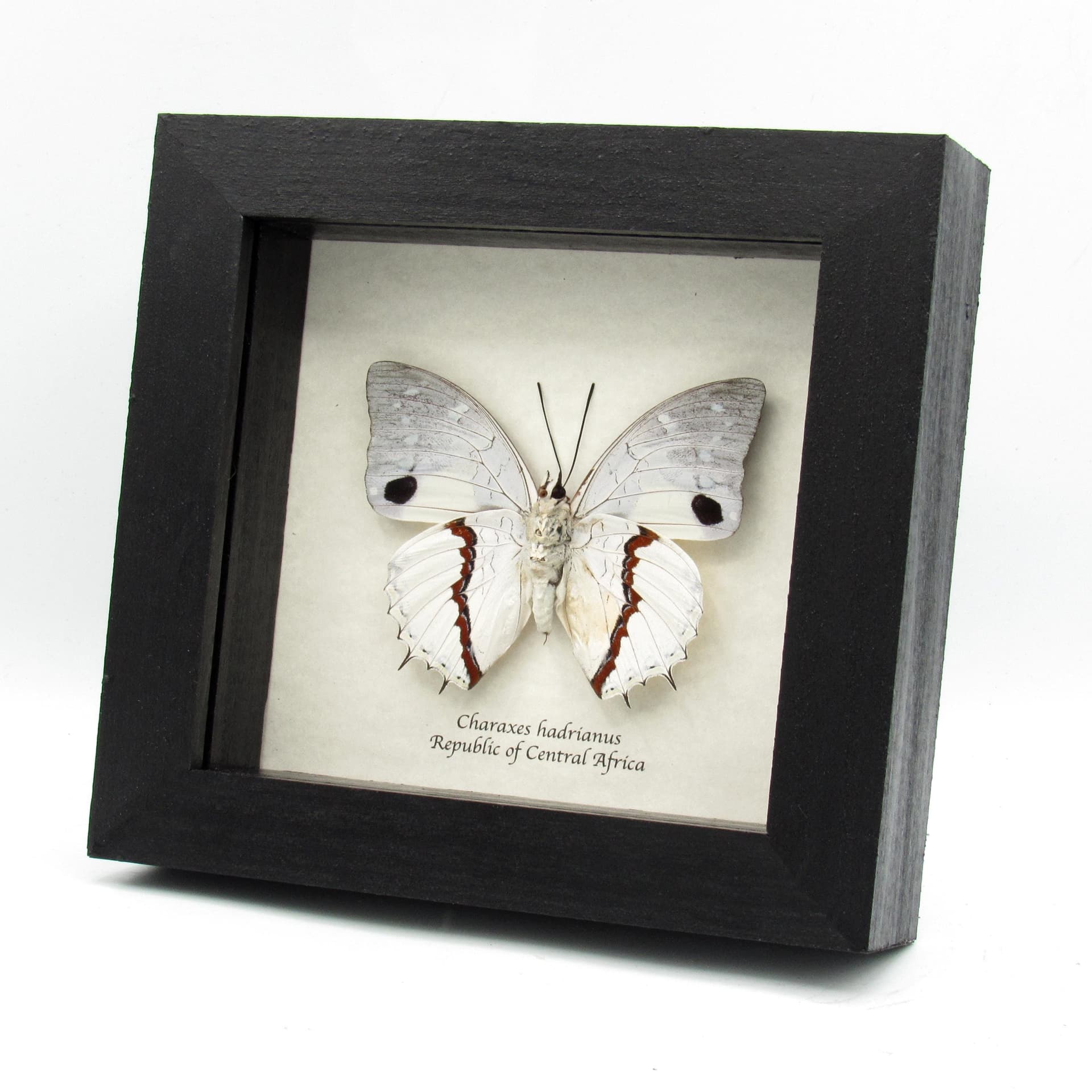Real white butterfly framed taxidermy - Charaxes hadrianus