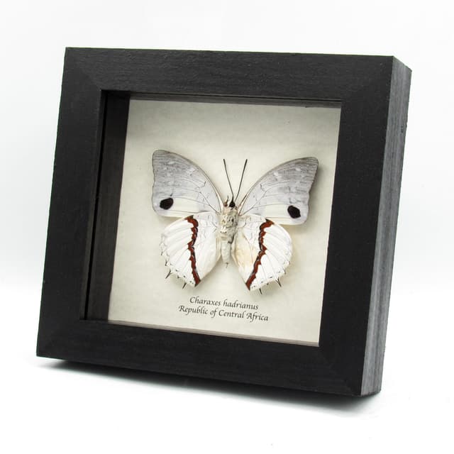 Real white butterfly framed taxidermy - Charaxes hadrianus