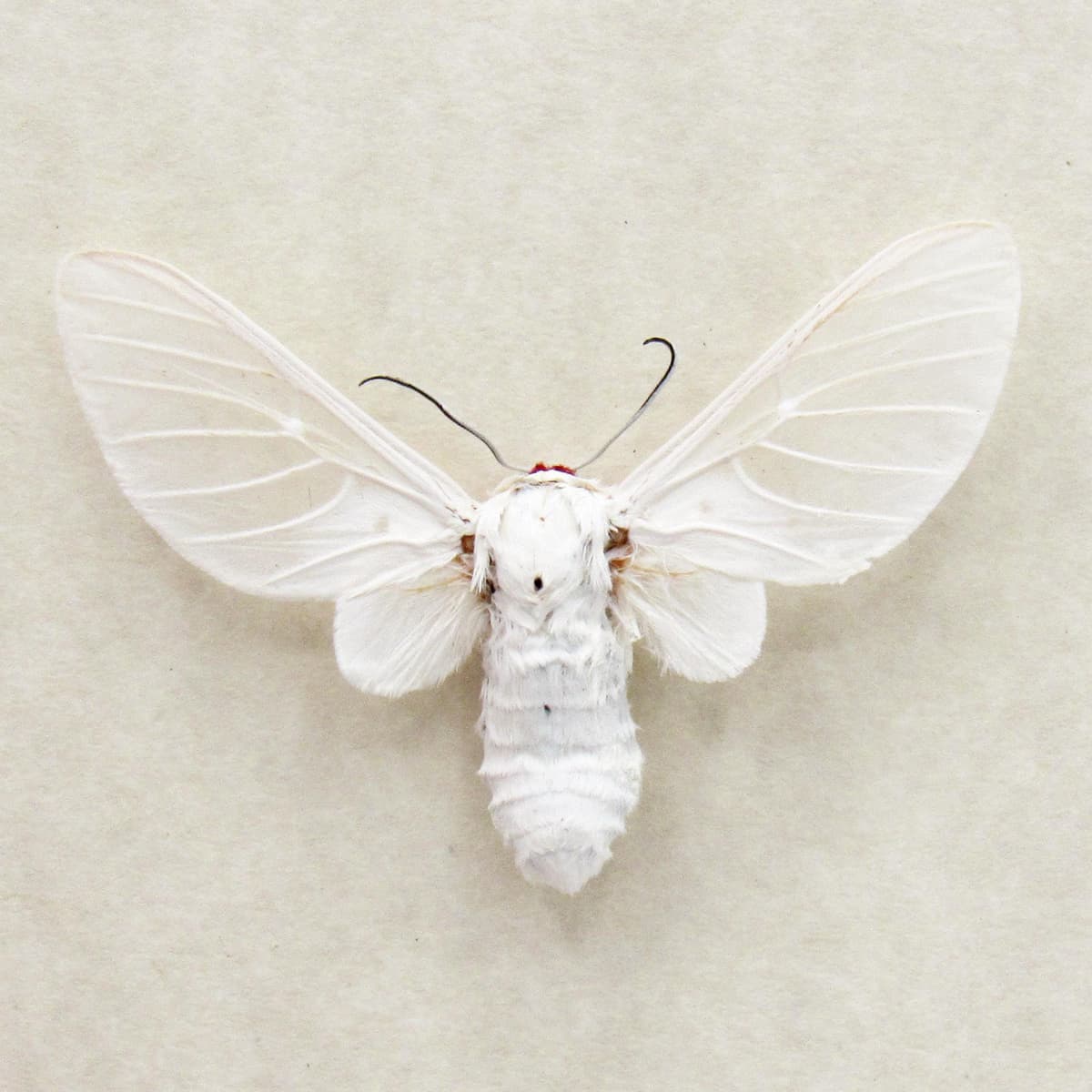 Rare white Erebid moth framed taxidermy - Balacra pulchra